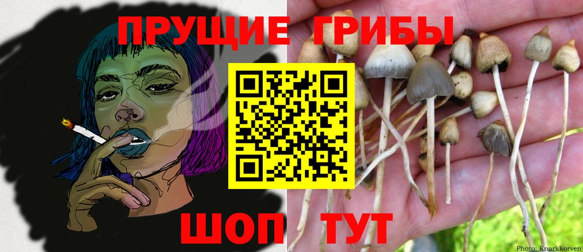Псилоцибиновые грибы GOLDEN TEACHER  Вход с VPN  Артём 